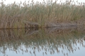 LV reflection 4 